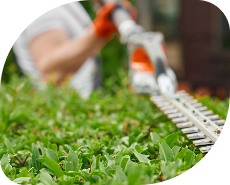 Taille de haies à Ternay par OceG Paysage